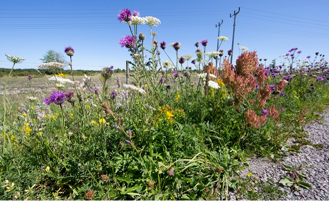FRI & Byens Netværk TALKS: Biodiversitetskrisen - hvad kan vi gøre?