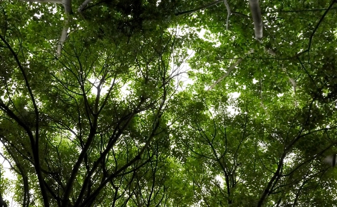 Byens Saloner: Hvad kan byggeriet lære af naturen?